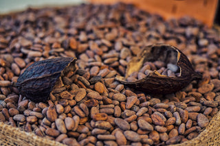 Cacao pod with dried beans in Jute sack