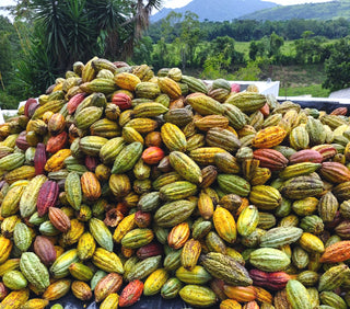 Pile of colorful criollo cacao beans with a natural background