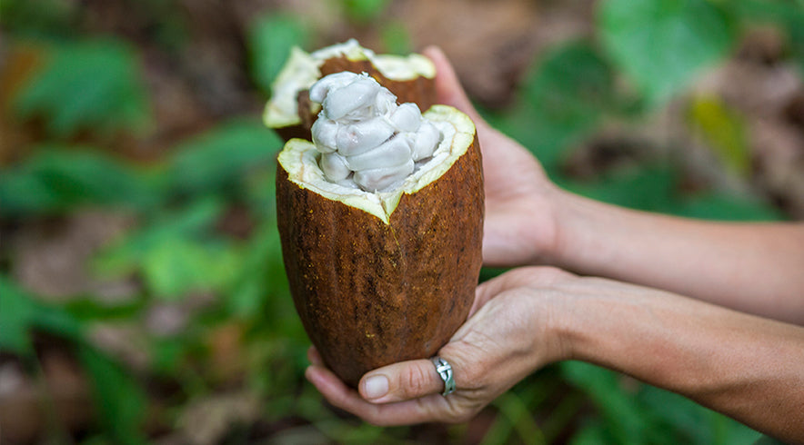 Cacao Junajpu