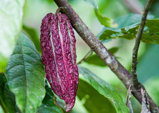 Purple cacao pod on a tree branch with green leaves