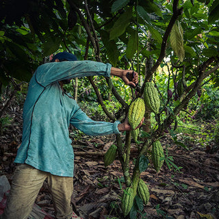 Person harvesting cacao pods in Guatemala