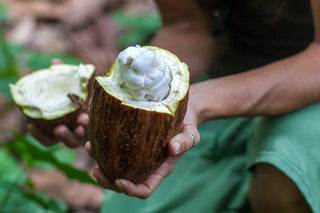 Woman holding a split cocoa pod with white pulp